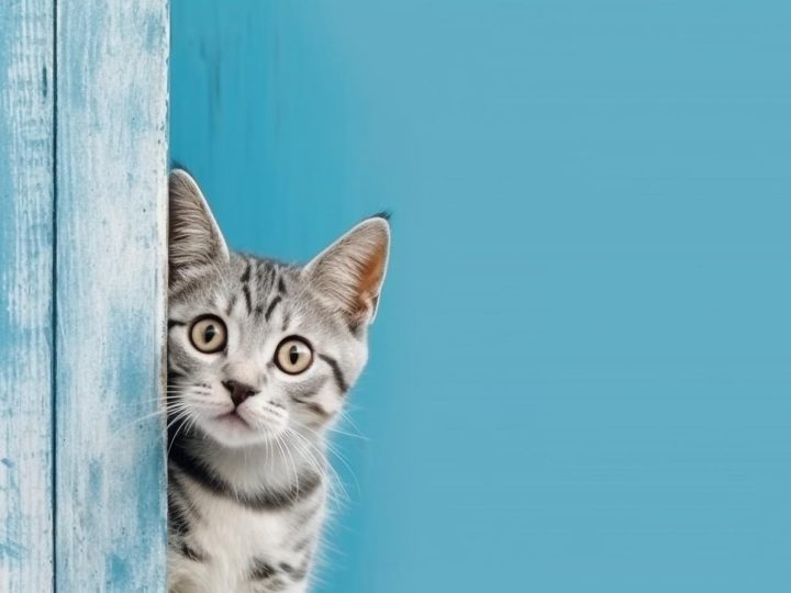 Perché il gatto miagola quando mi vede?