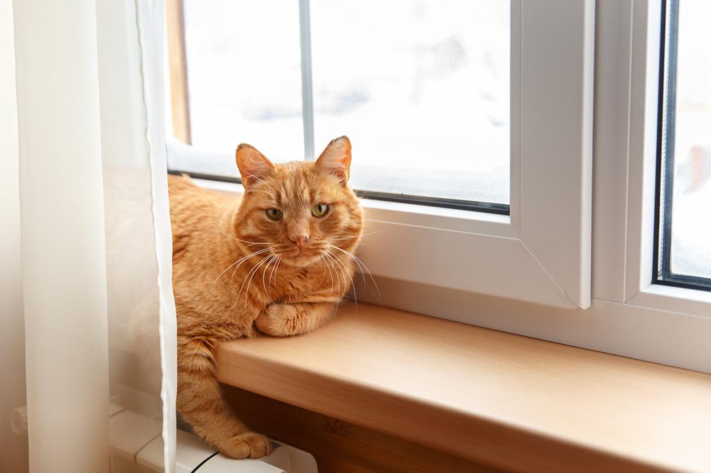 Perché il gatto miagola senza motivo