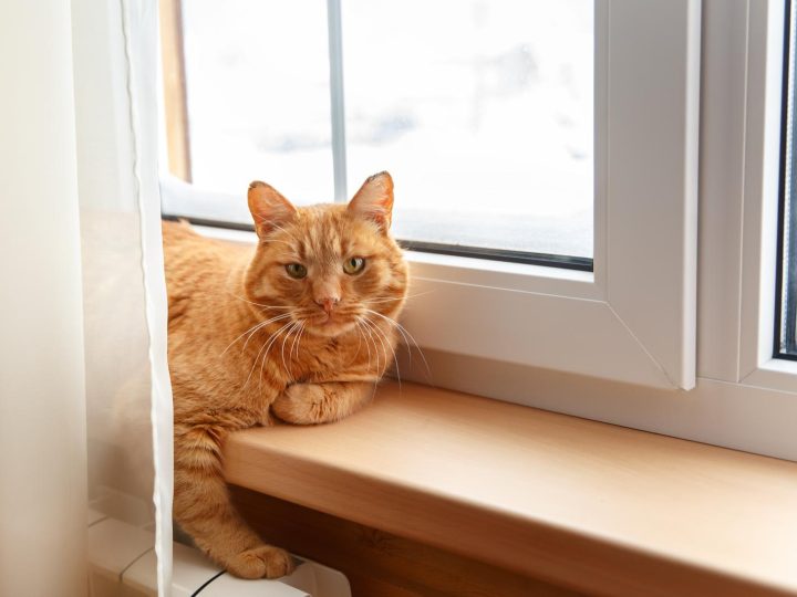 Perché il gatto miagola senza motivo?