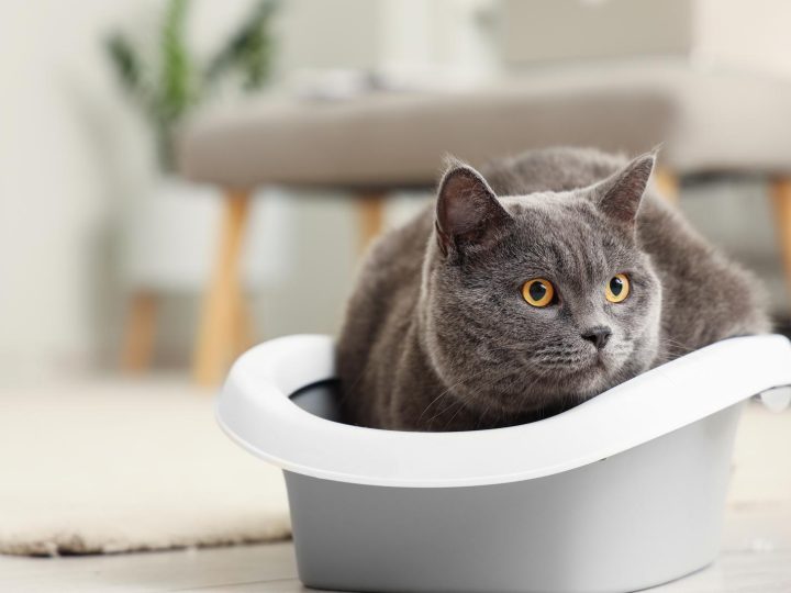 Perché il gatto morde senza motivo?