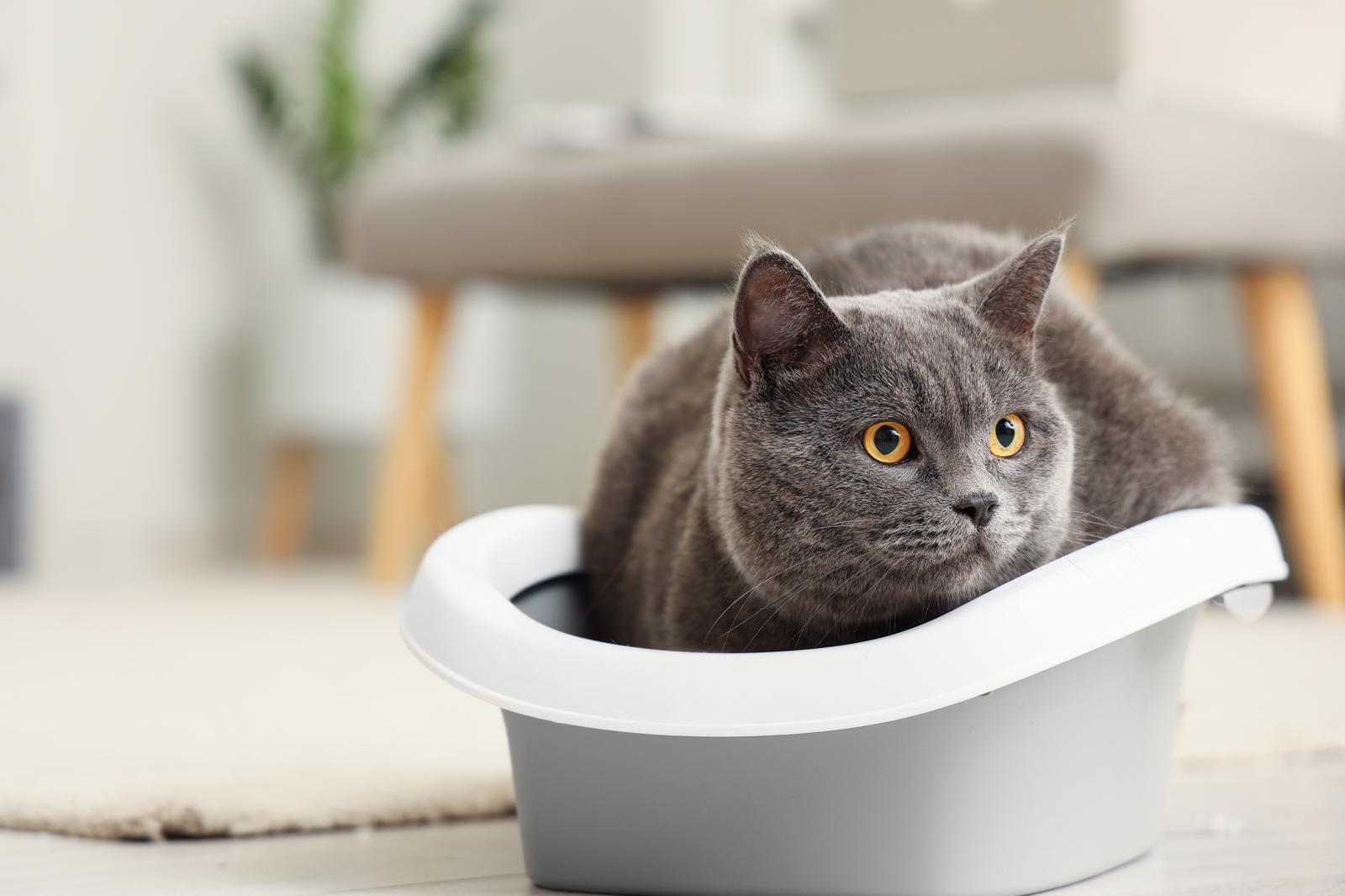 Perché il gatto morde senza motivo?