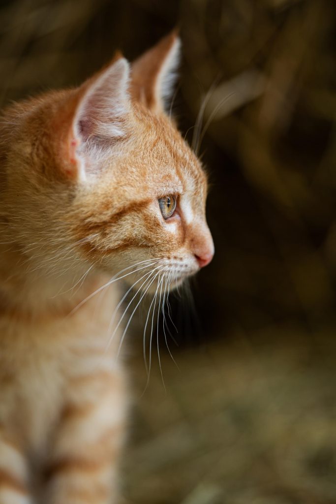 Perché il gatto non mangia