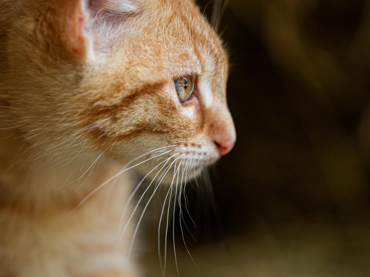 Perché il gatto non mangia?