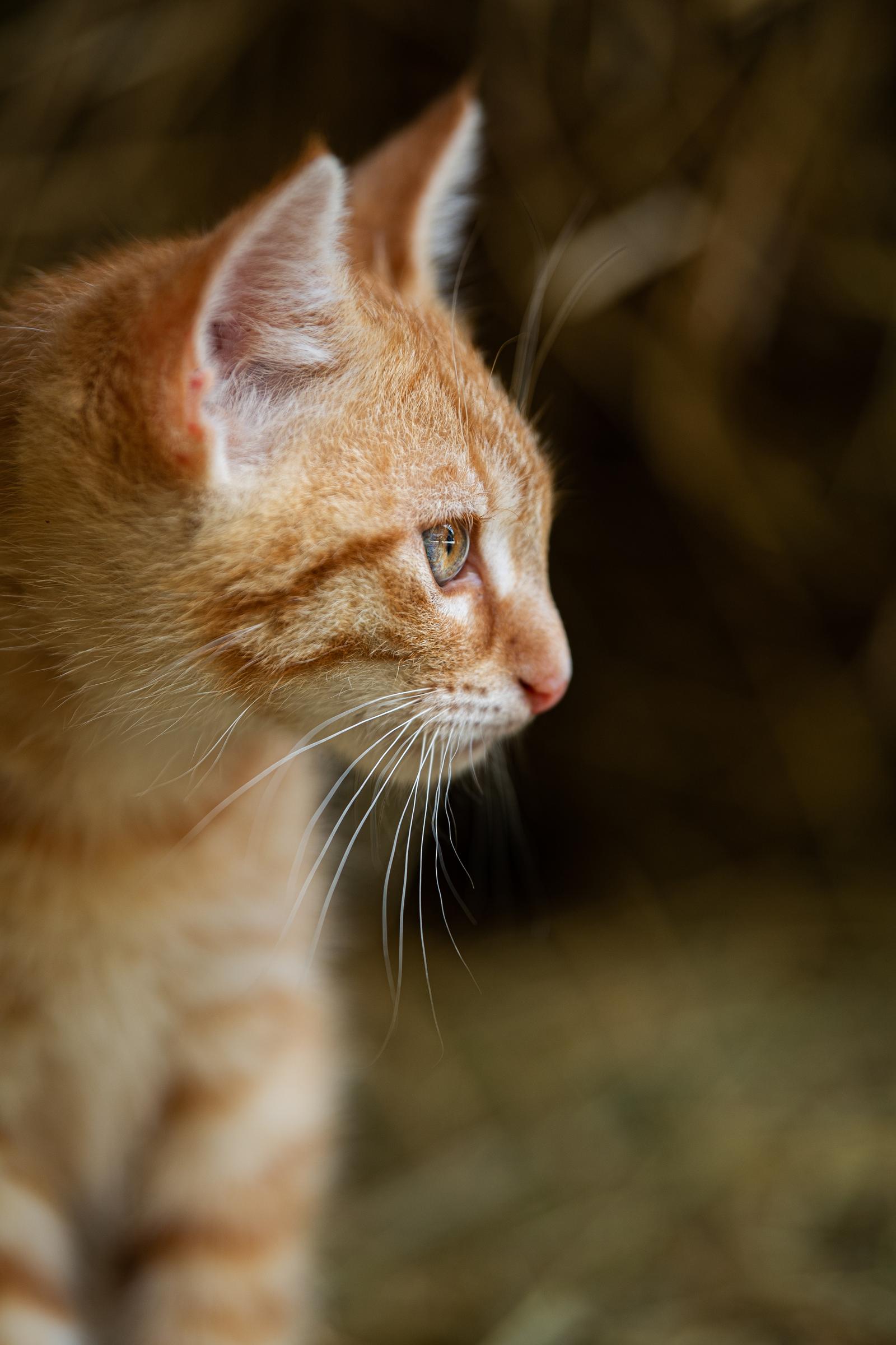 Perché il gatto non mangia?