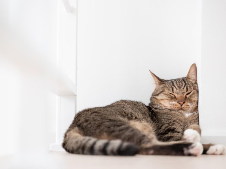 Perché il gatto perde il pelo a ciuffi?
