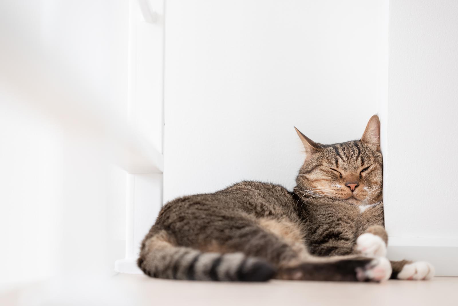 Perché il gatto perde il pelo a ciuffi?