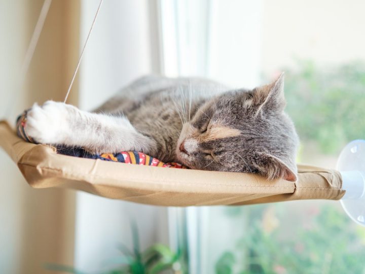 Perché il gatto si lecca sempre?