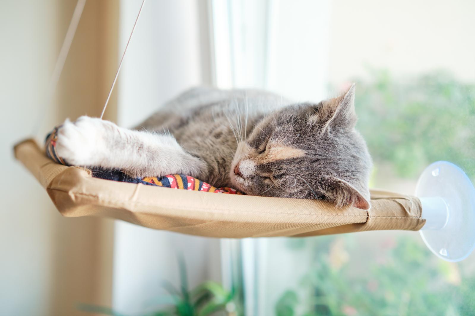 Perché il gatto si lecca sempre?