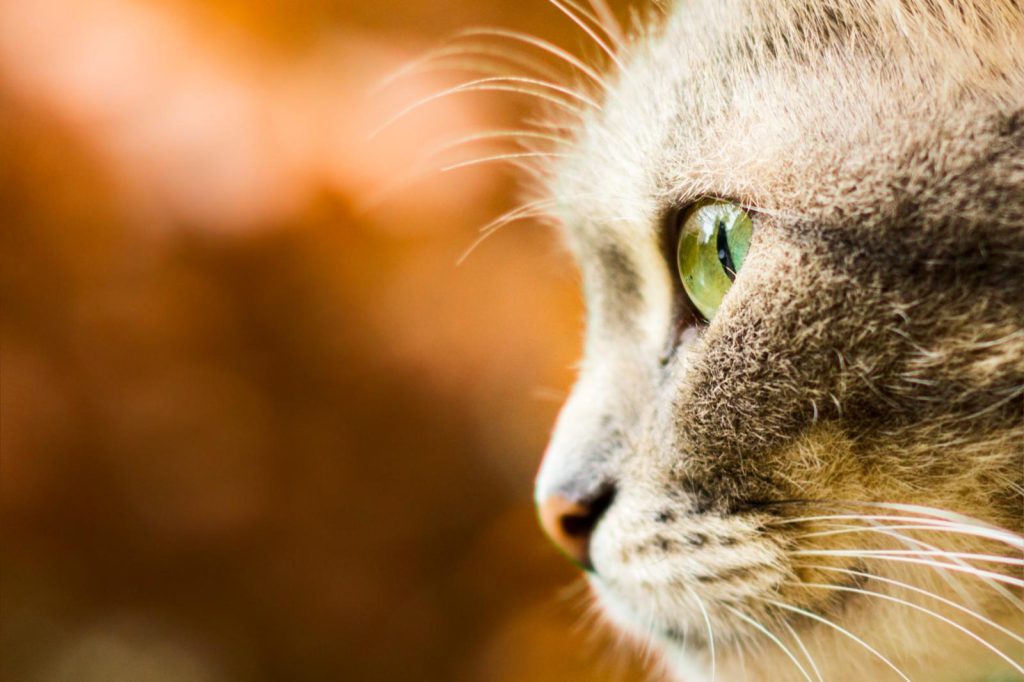 Perché il gatto starnutisce