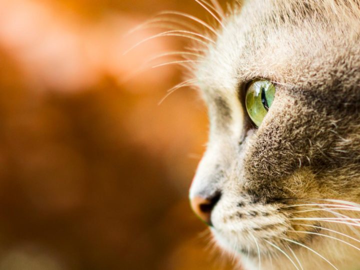 Perché il gatto starnutisce?