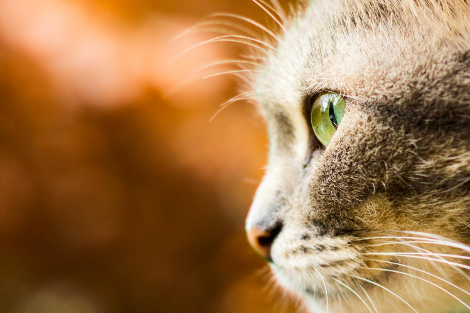 Perché il gatto starnutisce?