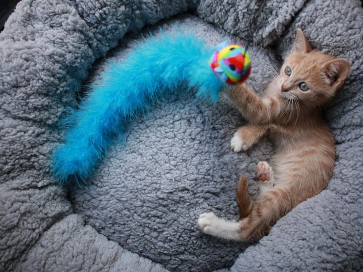 Perché il gatto trema?