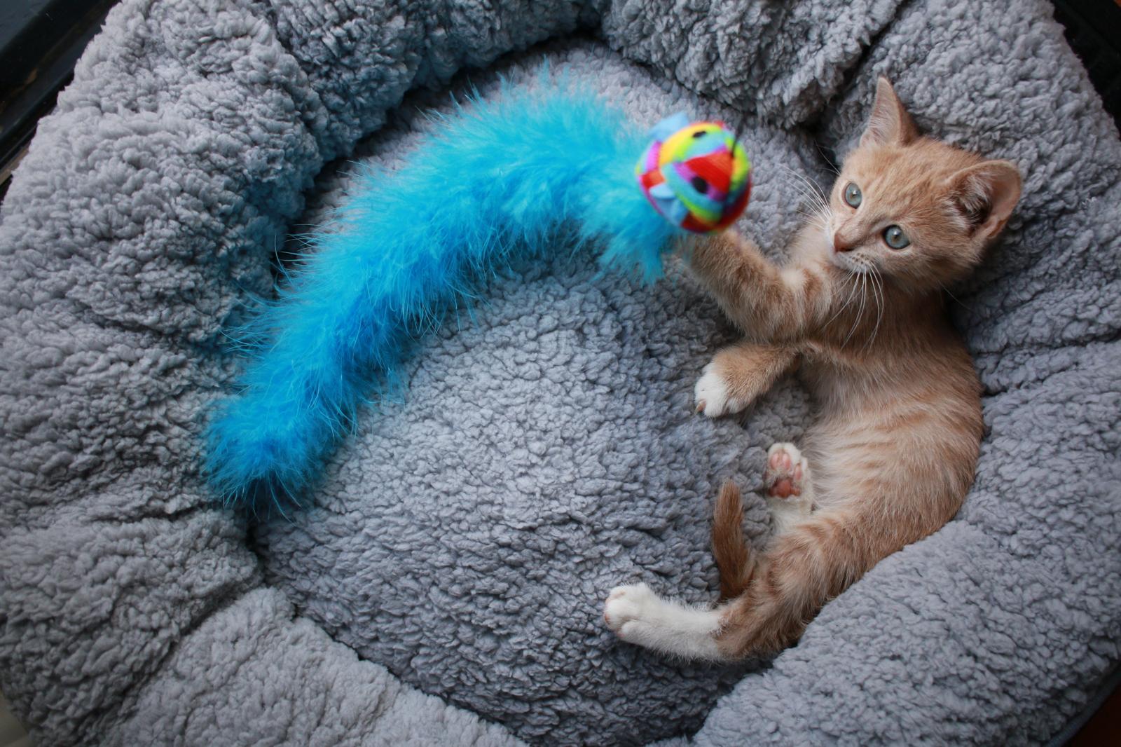 Perché il gatto trema?