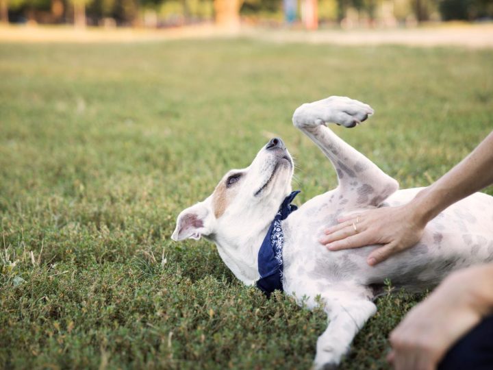 Perché il mio cane scava sul letto?