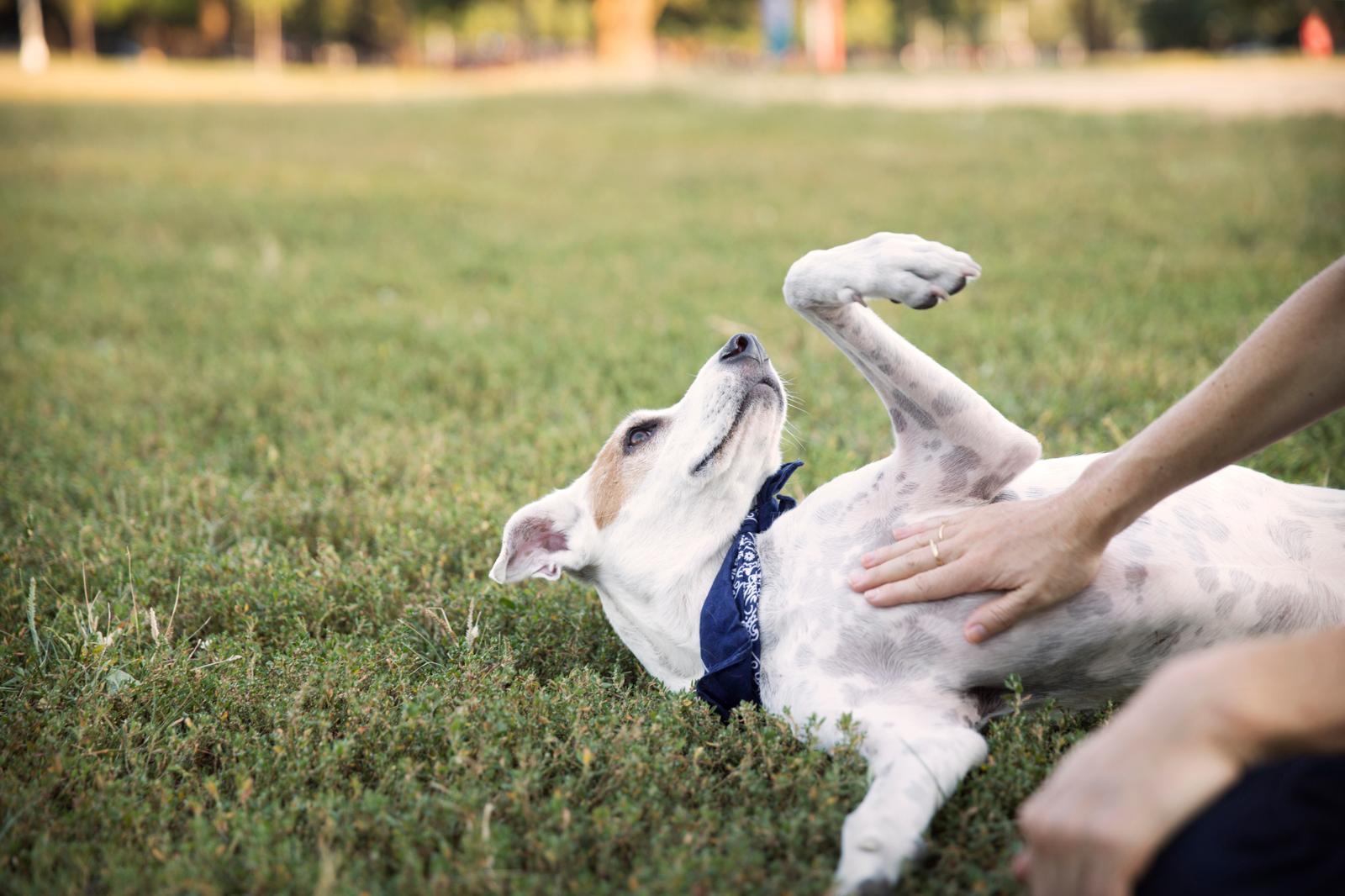 Perché il mio cane scava sul letto?