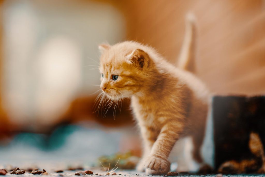 Perché il mio gatto mi morde forte