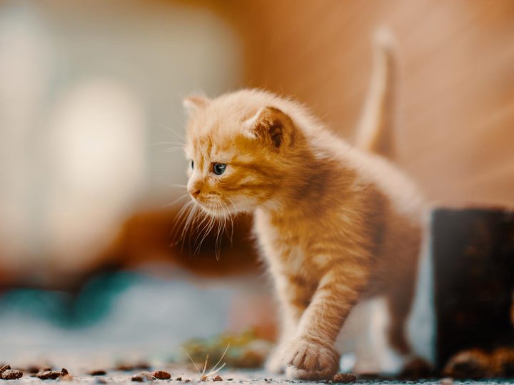 Perché il mio gatto mi morde forte?