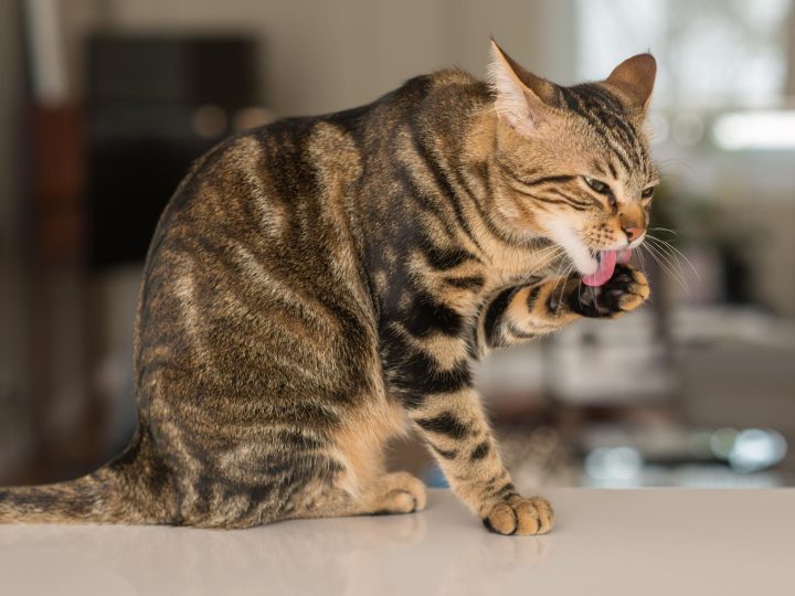 Perché il mio gatto non dorme più con me?