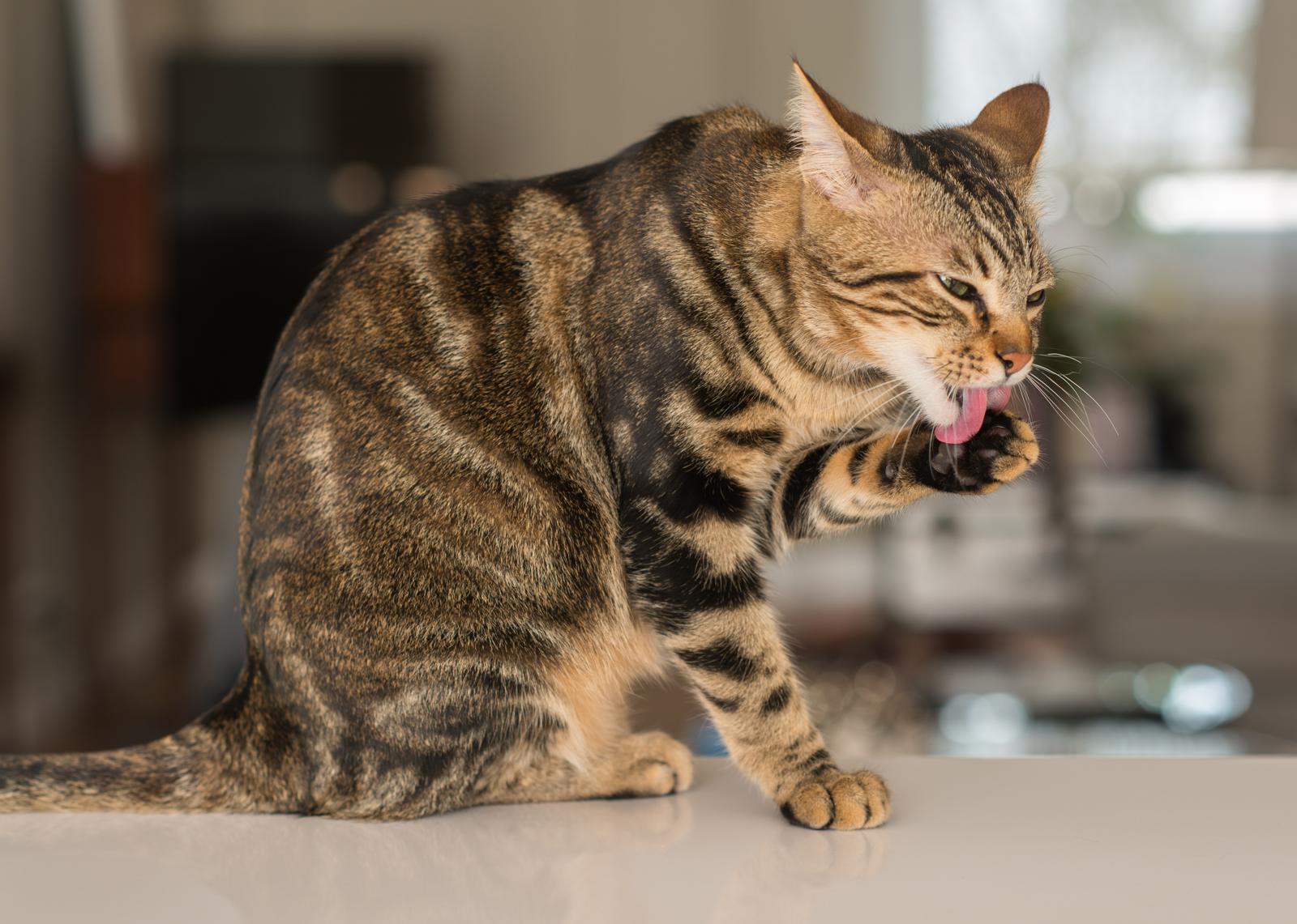Perché il mio gatto non dorme più con me?
