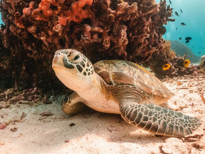 Perché la tartaruga d’acqua sta sempre fuori dall’acqua?