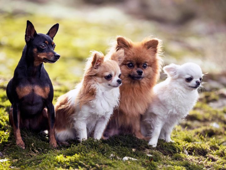 Perché non sterilizzare il cane?