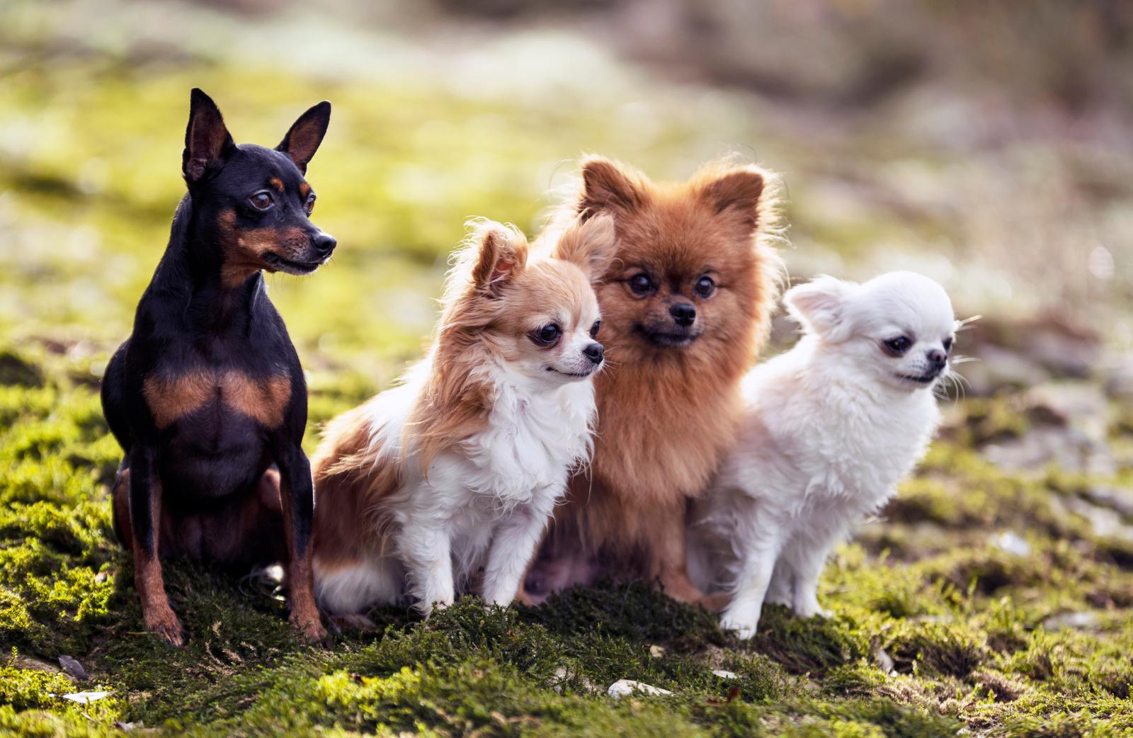 Perché non sterilizzare il cane?