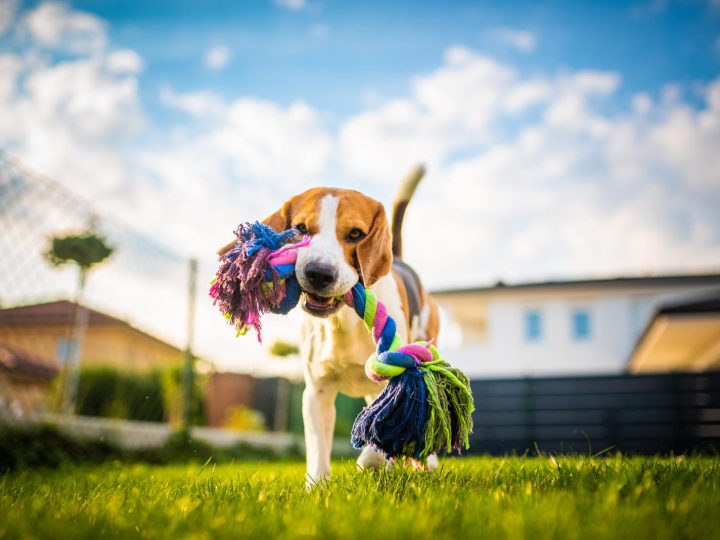 Qual è il cane più bello del mondo?