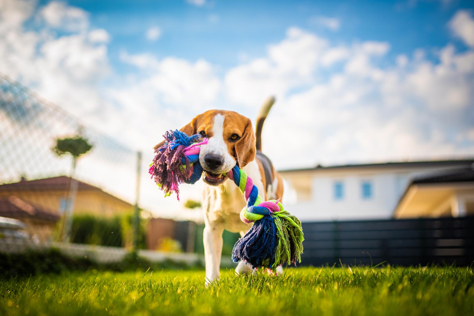 Qual è il cane più bello del mondo?
