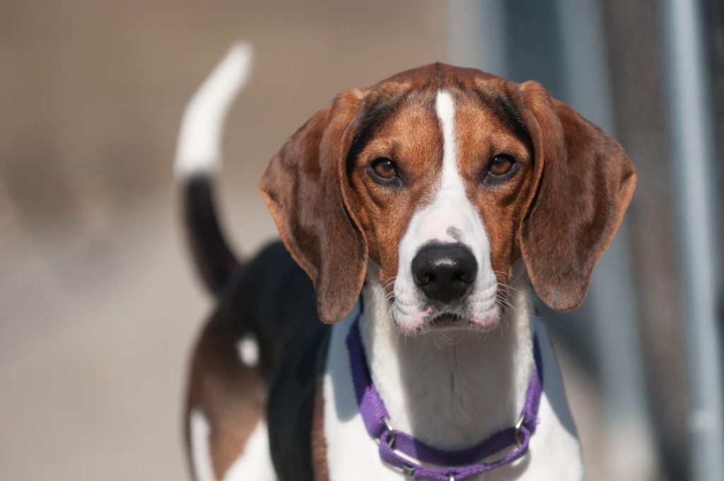 Qual è il cane più forte del mondo