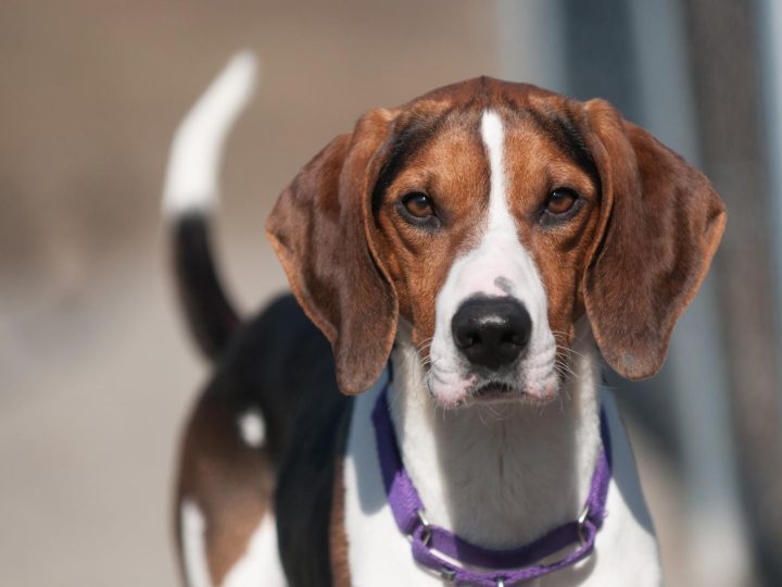 Qual è il cane più forte del mondo?
