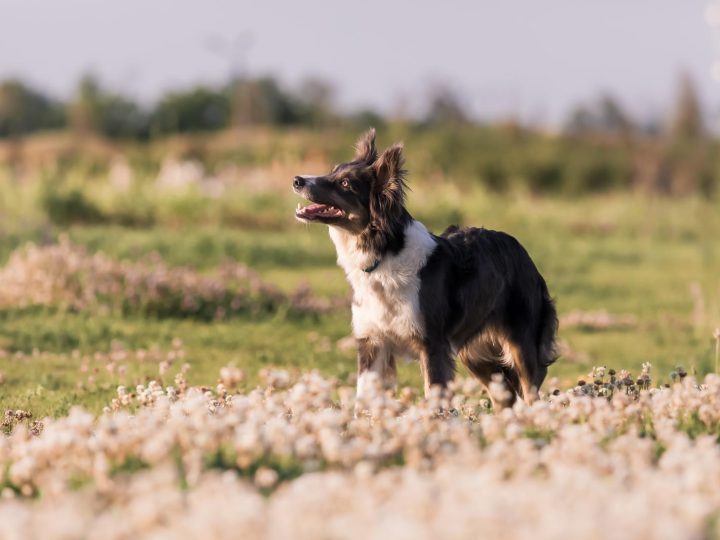 Qual è il cane più veloce al mondo?