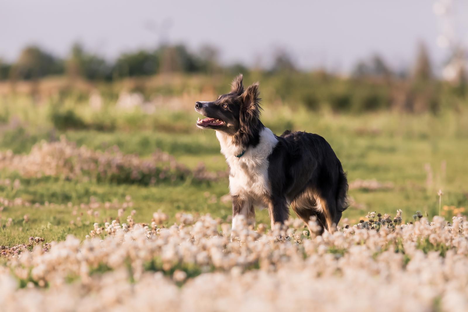 Qual è il cane più veloce al mondo?