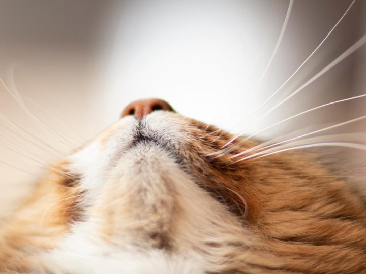 Qual è il gatto più bello del mondo?