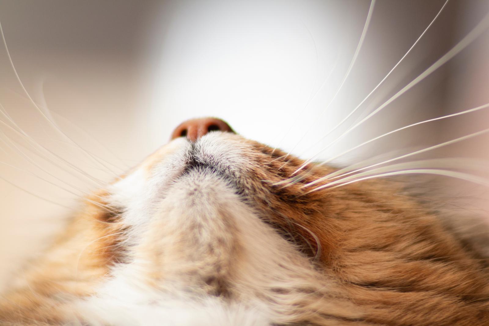 Qual è il gatto più bello del mondo?