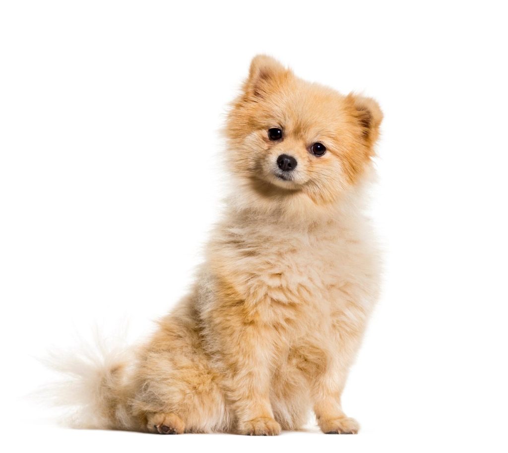 Quale yogurt dare al cane