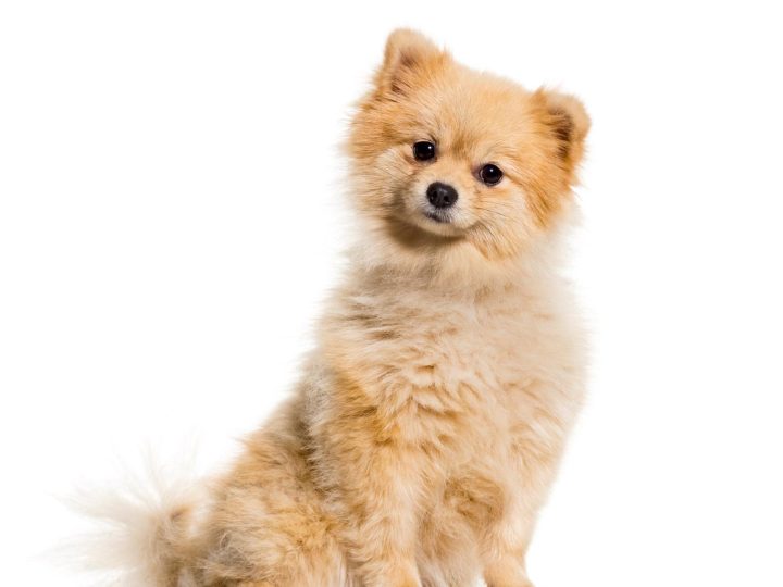 Quale yogurt dare al cane?