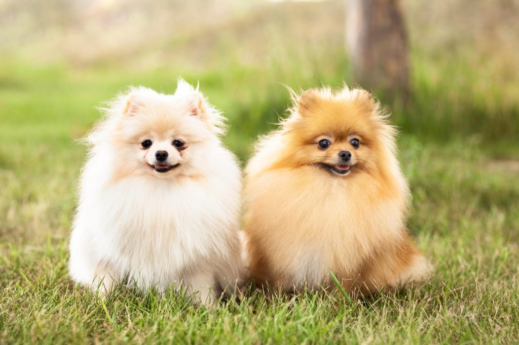 Quali colori vedono i cani