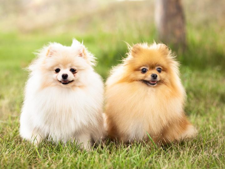 Quali colori vedono i cani?
