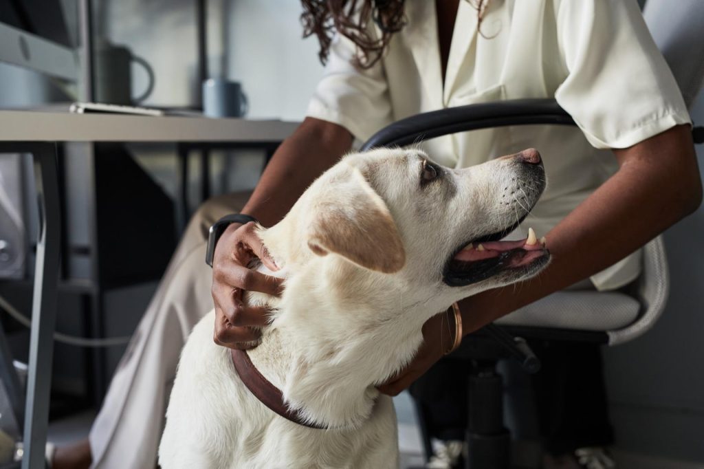 Quali formaggi dare al cane