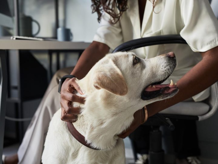 Quali formaggi dare al cane?