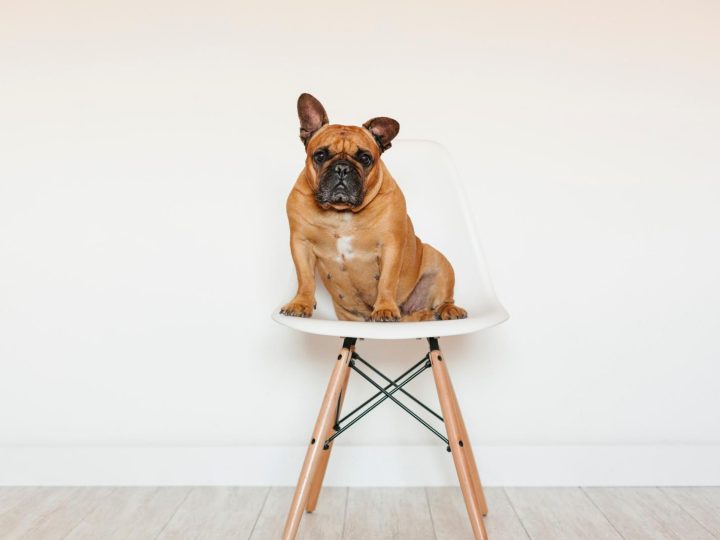 Quali verdure non può mangiare il cane?
