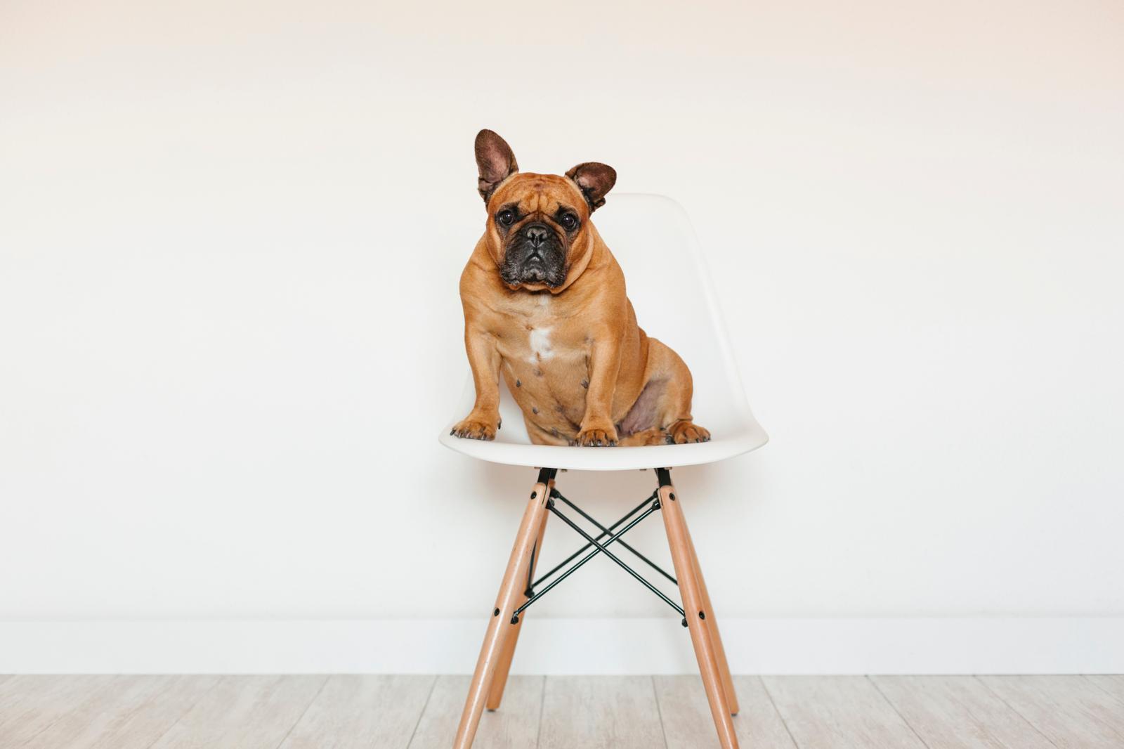 Quali verdure non può mangiare il cane?
