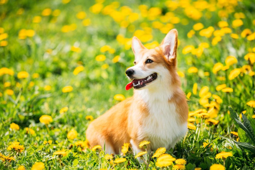 Quando aprono gli occhi i cuccioli di cane