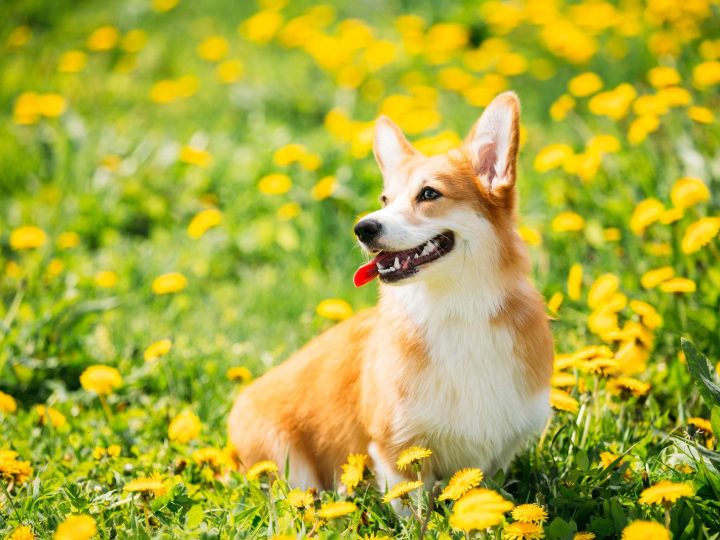 Quando aprono gli occhi i cuccioli di cane?