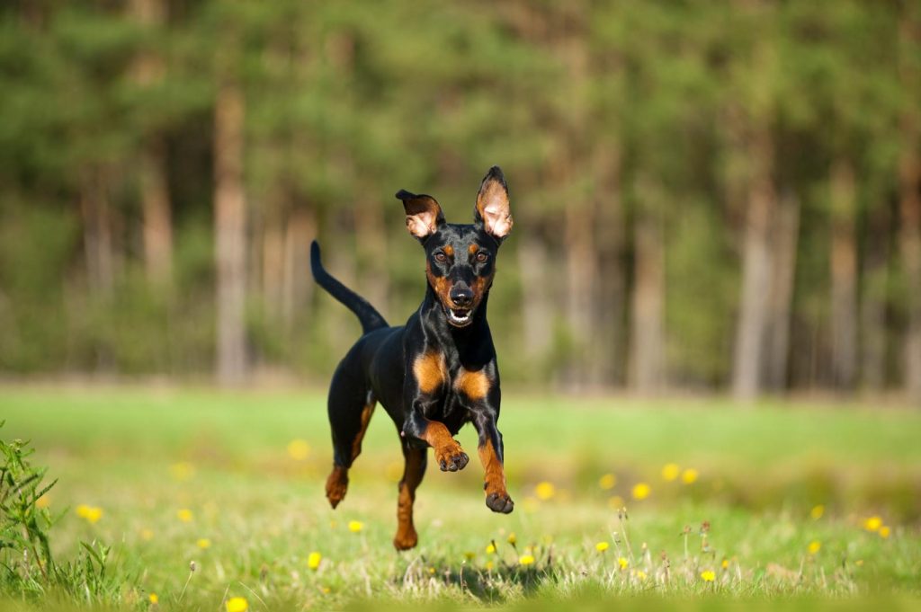 Quando cadono i denti ai cani