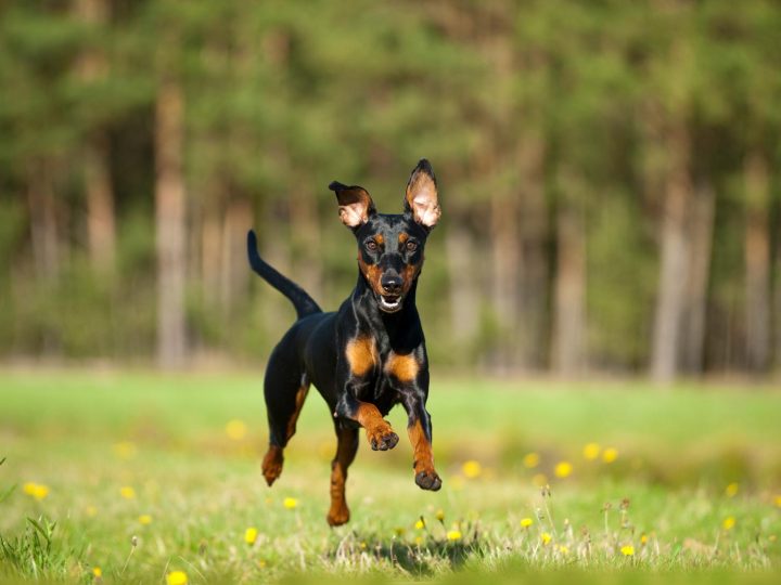 Quando cadono i denti ai cani?