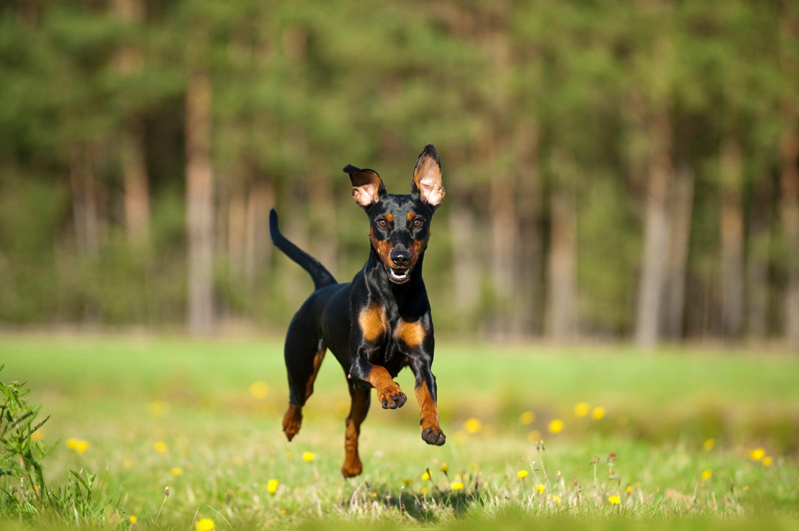 Quando cadono i denti ai cani?