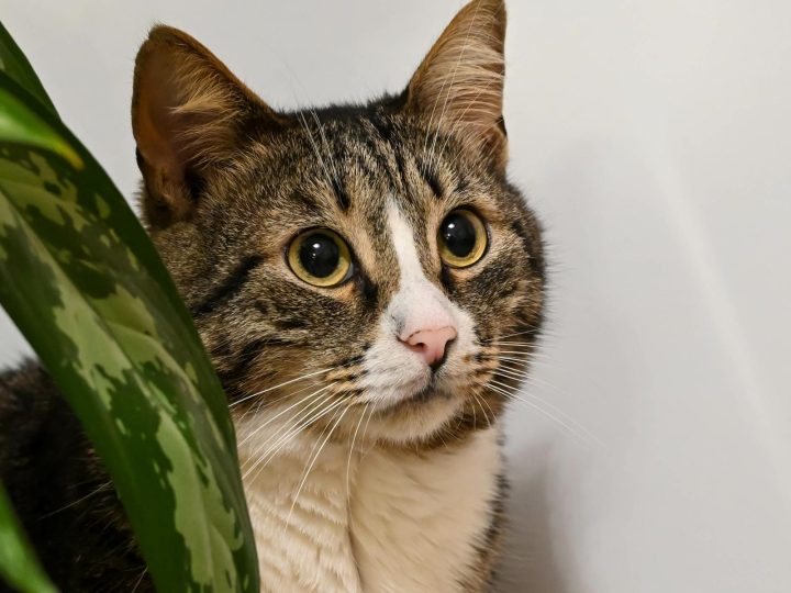 Quando cambiano i denti i gatti?