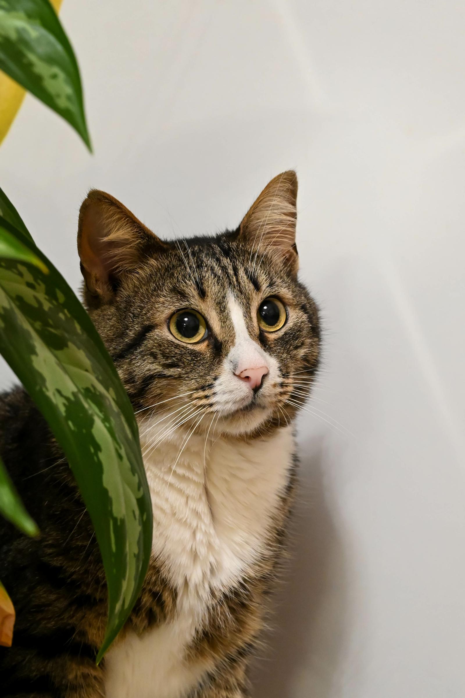 Quando cambiano i denti i gatti?