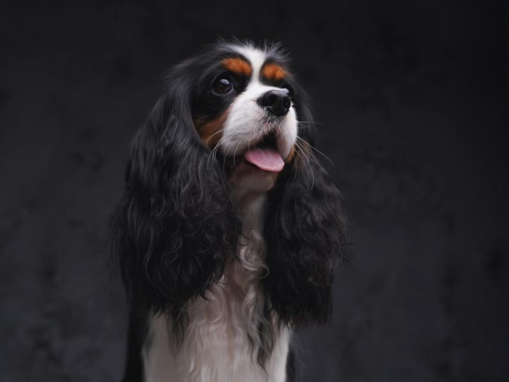 Quando il cane tossisce come se dovesse vomitare?
